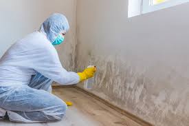 Best Real Estate Mold Inspection in Maple Plain, MN